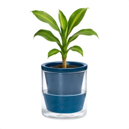 D'vine Dev Self-Watering Blue Terracotta Planter Pot, 4 in, 37-X-A-4 - color: Blue, size: 4 Inch