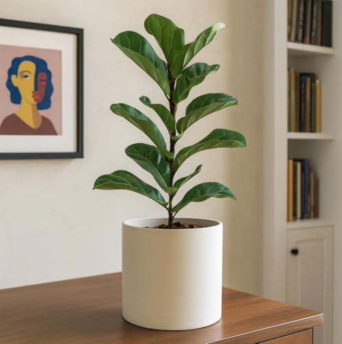 D'vine Dev Plastic Planter Pot with Saucer, 10 in, Oatmeal, 74-X-H-2 - color: Oatmeal, size: 10"