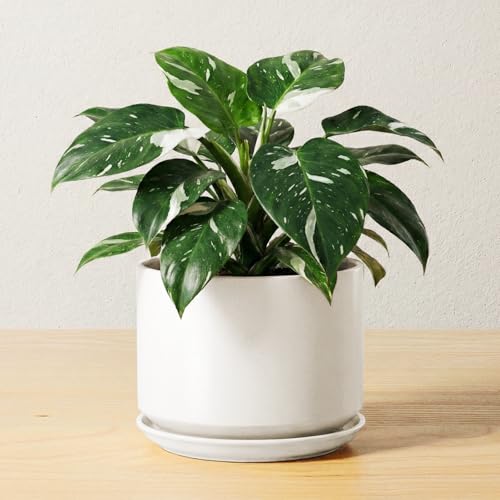 LE TAUCI 6.8 Inch Ceramic Pots for Plants, Indoor Plant Pot, White - color: White, size: 6.8"