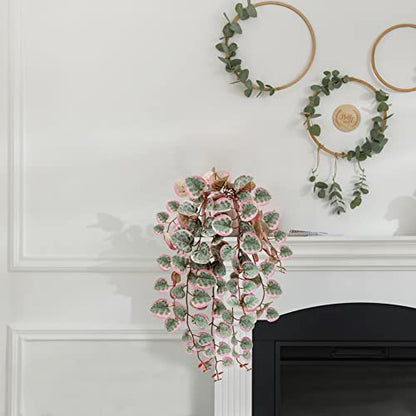 Briful Pink Fake Variegated String of Hearts Plant in White Ceramic Pot - color: Blush Pink and Sage Green Variegated