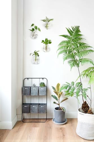 Mkono Wall Propagation Planters, 4 Pack Glass Hanging Vase Plant Holder