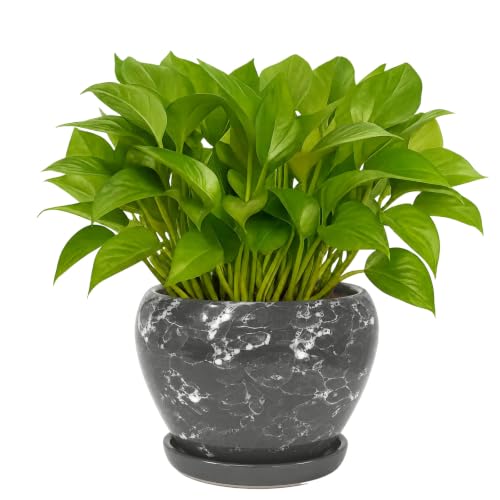 Deep Dream 6 Inch Plant Pots- Ceramic Planter Pot with Drainage Hole and Saucer, Round Flower Pot for Indoor Outdoor Succulent, Snake Plants and Cactus, Gemstone Gray - color: Gemstone Gray, size: 6 Inch