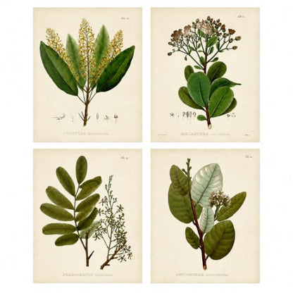 Vintage Botanical Wall Art, Set of 4 Unframed 8x10 Fern Prints