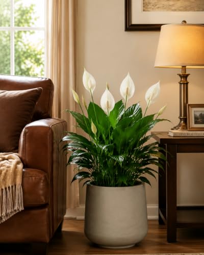 Kante 13.4" Tall Concrete Planter, Round Curved Flower Pot, Weathered - color: Weathered Concrete, size: 13” Dia