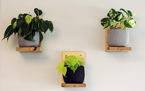 Daniel's Plants Indoor Plant Wall Gallery Shelf Kit | Midcentury Modern Wooden Shelves | Wall Mounted L Shaped Floating Plant Shelves | Solid Wood | 3 Pack (Natural - Unstained) - color: Natural - Unstained