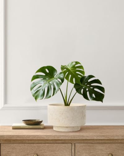 Succulent Pots, 8"+6" Plant Pots, Ceramic Planters for Indoor Plants - color: Beige