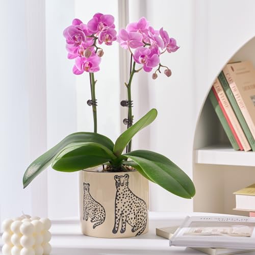 STHIE 5 Inch Ceramic Planters for Indoor Plants, Funny Small Plant Pots - color: Beige-two Panthers