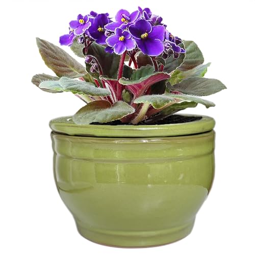 African Violet Pots Self Watering Green 6 inch - color: Green