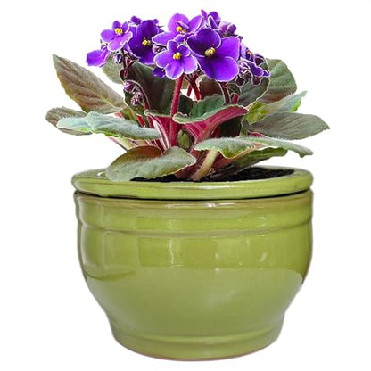 African Violet Pots Self Watering Green 6 inch - color: Green