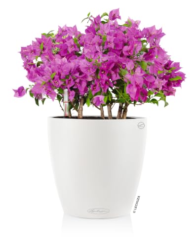 Lechuza 13210 Classico 35 Self-Watering Planter for Indoor and Outdoor Use, 14" x 14" x 13", White Matte - color: White Matte, style: 35