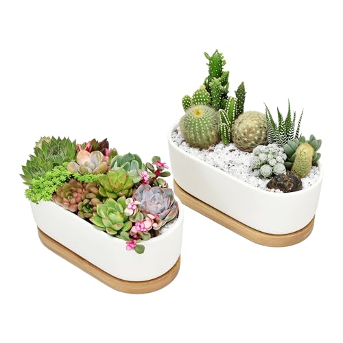 2 Pack Oval White Ceramic Succulent Planters with Bamboo Tray