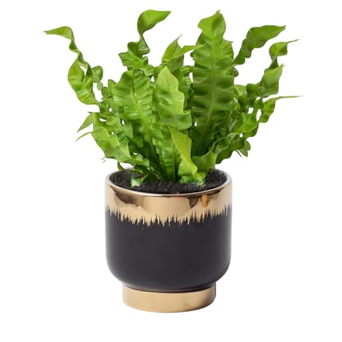 Black Gold Ceramic Succulent Plant Pots Floral Small Plant Pots Indoor Modern Round Decorative Indoor-Outdoor Garden Pots with Drainage Holes - Plants Not Included 4.33 x4.33 Inch - color: Black and Gold