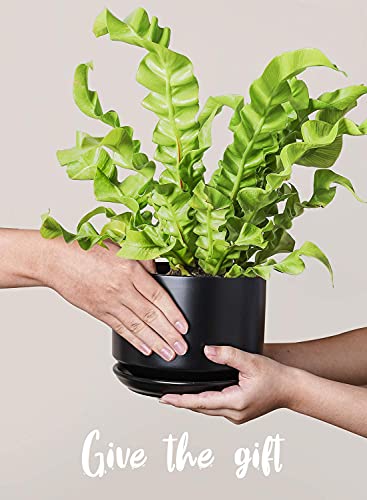 LE TAUCI Ceramic Pots for Plants, 4.3+5.3+6.8 Inch, Set of 3, Black - color: Black, size: 4.3"+5.3"+6.8"