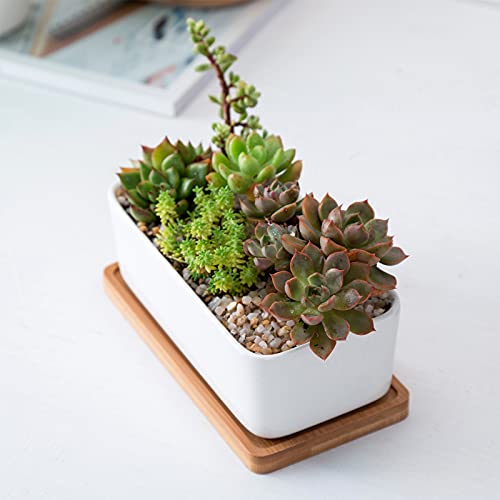 White Ceramic Succulent Planters, Indoor and Outdoor Succulent Planters, Set of 2 Small Cactus Containers, Bonsai Pots, Flower Pots with Drainage Hole and Bamboo Bowl (No Plant) - color: Rectangular