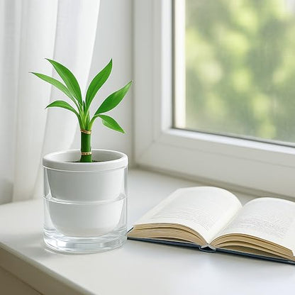 D'vine Dev Self-Watering White Terracotta Planter Pot, 4 in, 37-X-A-2 - color: White, size: 4 Inch