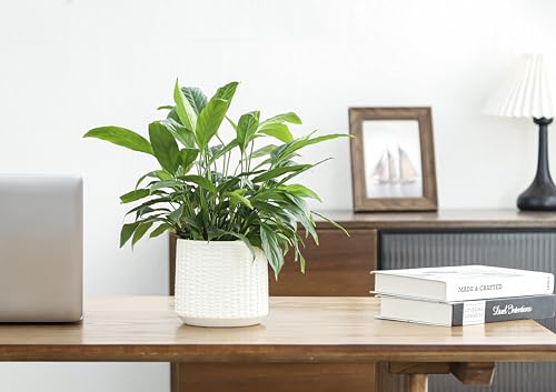 Ceramic Planter Pot with Drainage Hole, 5 Inch Dia, Indoor and Outdoor, Home Patio Garden, Plants&Flowers, Textured Round (White) - style: Textured Round-White