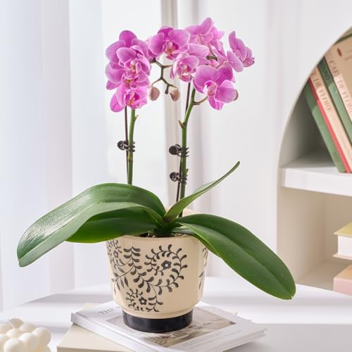 STHIE Indoor Ceramic Plant Pots with Drainage Holes, 5 Inch, Leaf Design - color: Beige-rattan