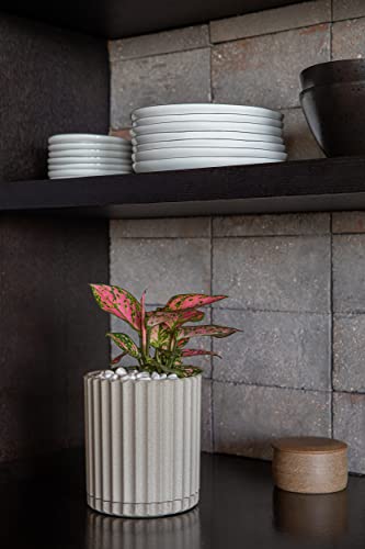 Veradek Demi Series Demi 6" Planter w/Tray - Sand, 2 Pack - color: Sand, size: 6 inch - 2 Pack