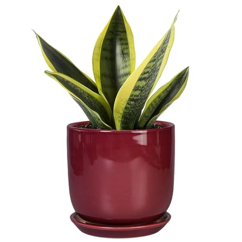 Ceramic Plant Pot - 5 Inch Modern Round Planter for Indoor Plants with Drainage Hole and Saucer, Patio Office House Room Bathroom Decor, Red - color: Red, size: 5.3 Inch