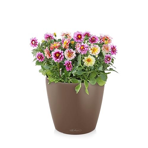 Lechuza Classico Color 21 Nutmeg, Self-Watering Small Round Planter, D8.3 H7.9 in - color: Nutmeg Matte, style: 21