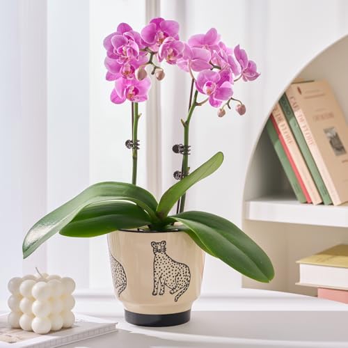STHIE 5 Inch Ceramic Planters for Indoor Plants, Funny Small Plant Pots - color: Beige-panther