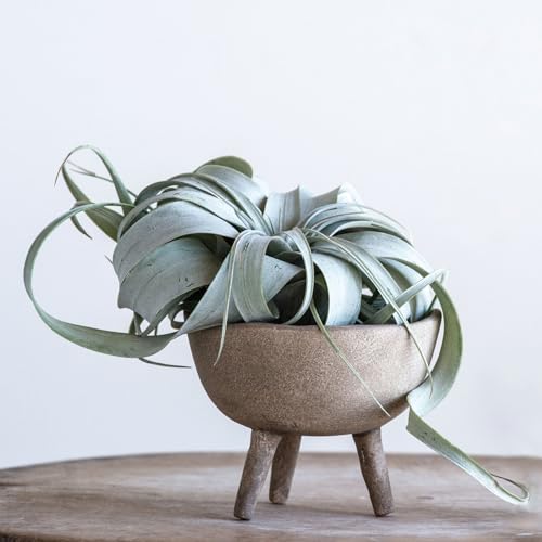 Creative Co-Op Boho Terracotta Footed Planter with Organic Edge, Matte Taupe - color: Matte Taupe, size: 4"