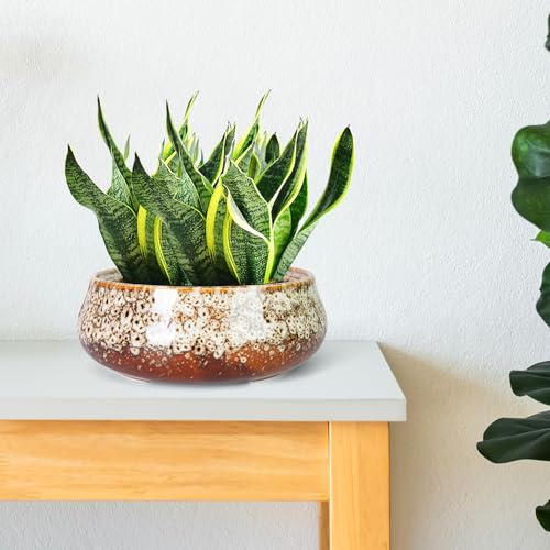 Succulent Pots, 8 Inch Large Bonsai Pots with Drainage, Ceramic Planters - color: White