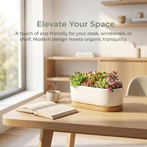 2 Pack Oval White Ceramic Succulent Planters with Bamboo Tray