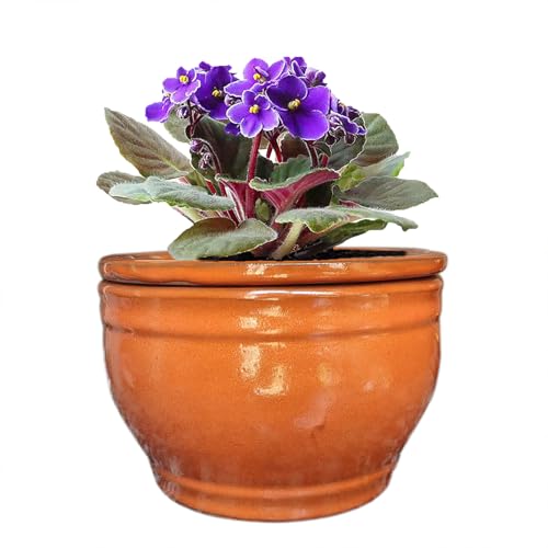 African Violet Pots Self Watering Orange 6 inch - color: Orange