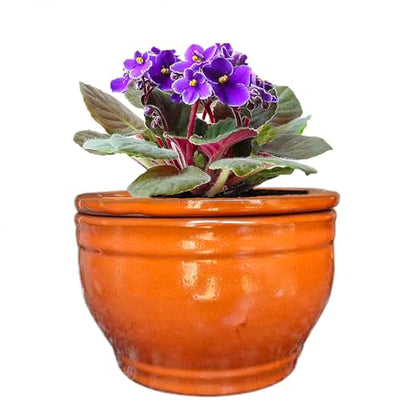 African Violet Pots Self Watering Orange 6 inch - color: Orange