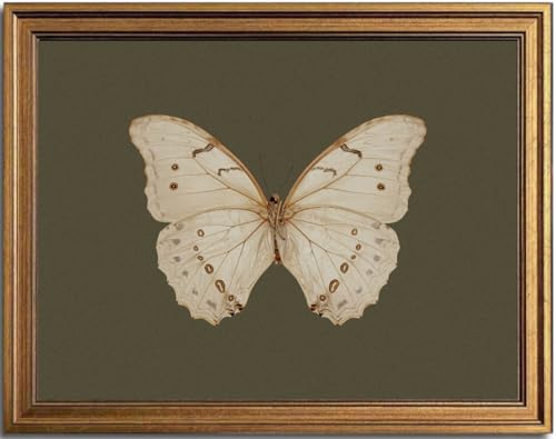 KBKART Gold Framed Canvas Prints Wall Art, Butterfly Wall Decor 16x24inch - color: Butterfly, size: 24"L x 16"W