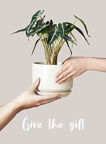 LE TAUCI Ceramic Pots for Plants, 4.3+5.3+6.8 Inch, Set of 3, Glazed Beige - color: Reactive Glaze Beige, size: 4.3"+5.3"+6.8"