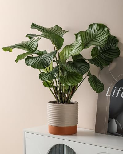 8 Inch Ceramic Self Watering Planter with Drainage Hole, Beige
