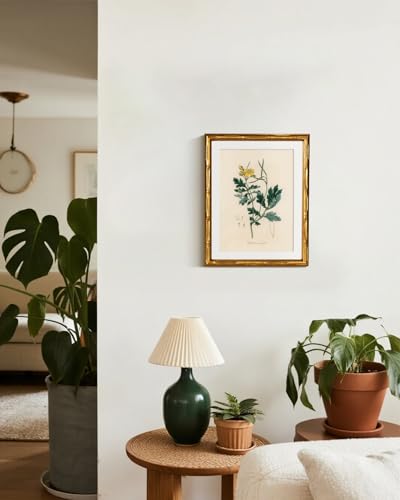InSimSea Gold Bamboo Framed Wall Art,Kitchen Herbs Botanical Prints,11x14In - color: Herb Chelidonium Majus