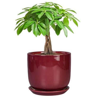 Ceramic Planter for Plants, Round Modern 7 Inch Plant Pot, Red - color: Red, size: 7 Inch