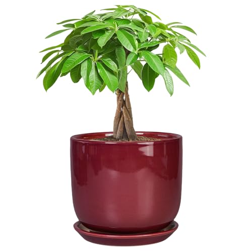 Ceramic Planter for Plants, Round Modern 7 Inch Plant Pot, Red - color: Red, size: 7 Inch
