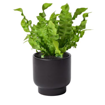 Black Ceramic Planter - Succulent Flower Small Plant Pots, Pot for Indoor Outdoor Garden Plants with Drainage Holes - Plants Not Included 4.33 X4.33 Inch - color: Black