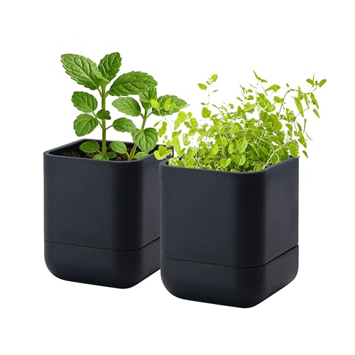 Phoenix Vine 3.5 Inch Wall Mounted Self-Watering Planter Pot for Indoor Houseplants and Herbs | Hanging Planter for Window Sills, Bathroom Walls, Home & Office Décor, Black, Set of 2, 01-A-E-2 - color: Black, size: 3.5" (2 Pack)