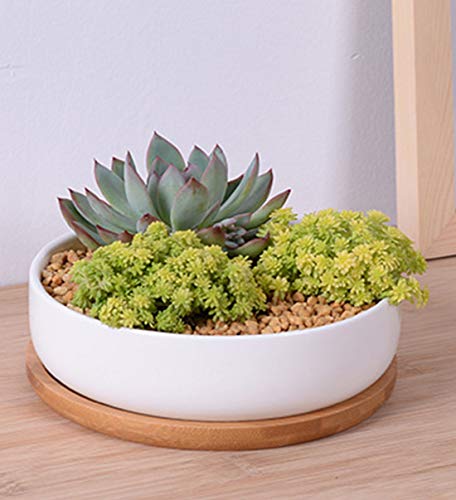Lawei 3 Pack 6 Inch Round Ceramic Succulent Planter Pots with Drainage and Bamboo Trays, Shallow Cactus Plant Pots for Indoor Plants, Modern White Flower Bowl Planters for Desktop Window Decor