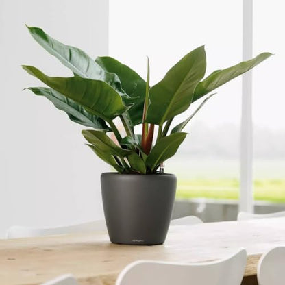 Lechuza 16023 Classico LS 21 Self-Watering Planter, Charcoal Metallic - color: Charcoal Metallic, size: D21 H20 cm
