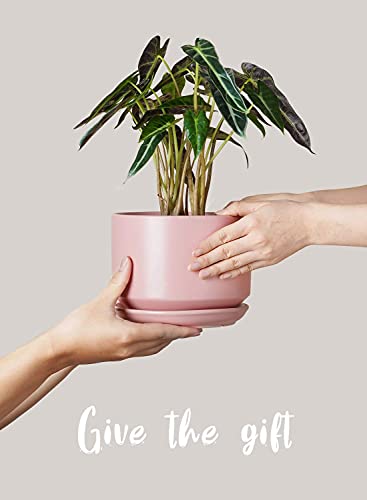 LE TAUCI Ceramic Pots for Plants, 4.3+5.3+6.8 Inch, Set of 3, Pink - color: Pink, size: 4.3"+5.3"+6.8"