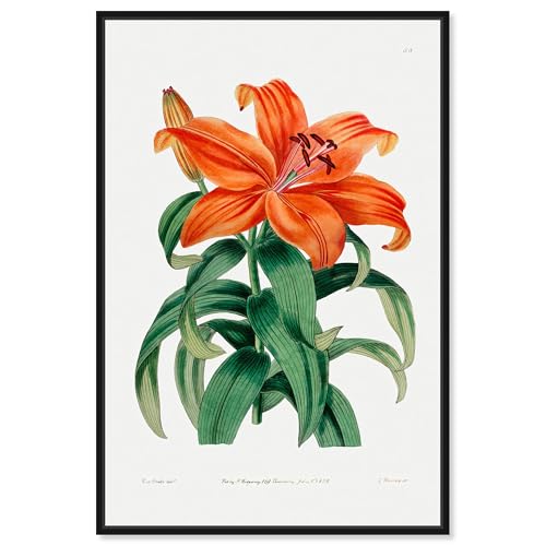 Art Remedy Botanical Prints Canvas, 16" x 24", Black Frame, Thunberg Orange Lily - color: Black Frame, size: 25"L x 17"W