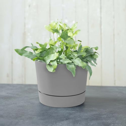 Root & Vessel Majestic Mid-Century Modern Low Profile Cylinder Pot, Matte Gray, 12.5" - color: Matte Gray, size: 12.5-Inch