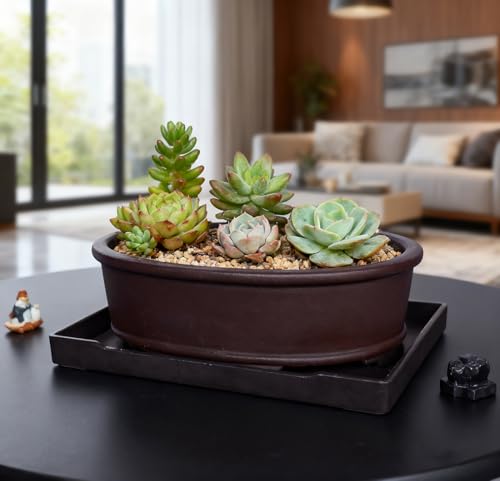 MUZHI Unglazed Natural Clay Bonsai Pot with Drip Tray, Oval Vintage Bonsai Tree Planter with Drainage for Bonsai Training Succulent Arrangement (Oval) - style: Simple Oval