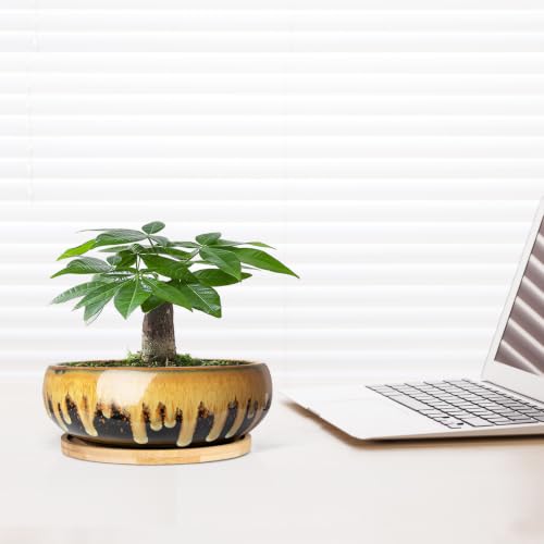 Succulent Pots, 7.3 Inch Ceramic Bonsai Pots with Drainage Tray, Plant Pots - color: Flow Glaze