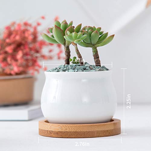 Small Succluent Pot,12Pcs Flower Pots with Drinage,Mini Flower Pots