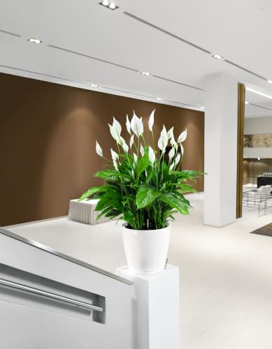 Lechuza 16040 Classico LS 28 Self-Watering Planter, Cream White High Gloss - color: White High-gloss, size: D28 H26 cm