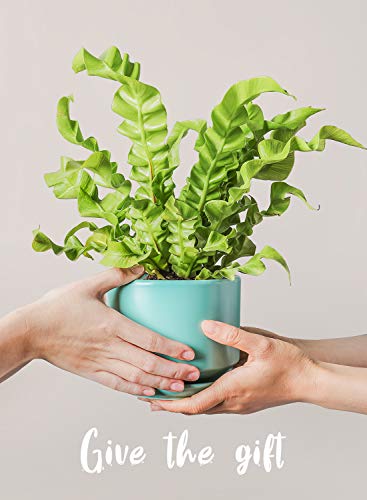 LE TAUCI Ceramic Pots for Plants, 4.3+5.3+6.8 Inch, Set of 3, Turquoise - color: Turquoise, size: 4.3"+5.3"+6.8"