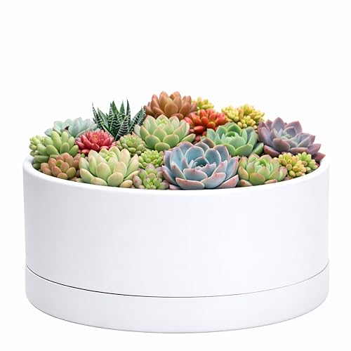 D'vine Dev 10 in Shallow Round Succulent Planter, White, 76-Z-A-2 - color: White, size: 10 Inch