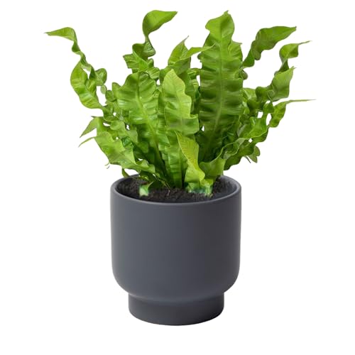 Grey Ceramic Plant Pots - Succulent Flower Small Planter, Pot for Indoor Outdoor Garden Plants with Drainage Holes - Plants Not Included 4.33 X4.33 Inch - color: Gray